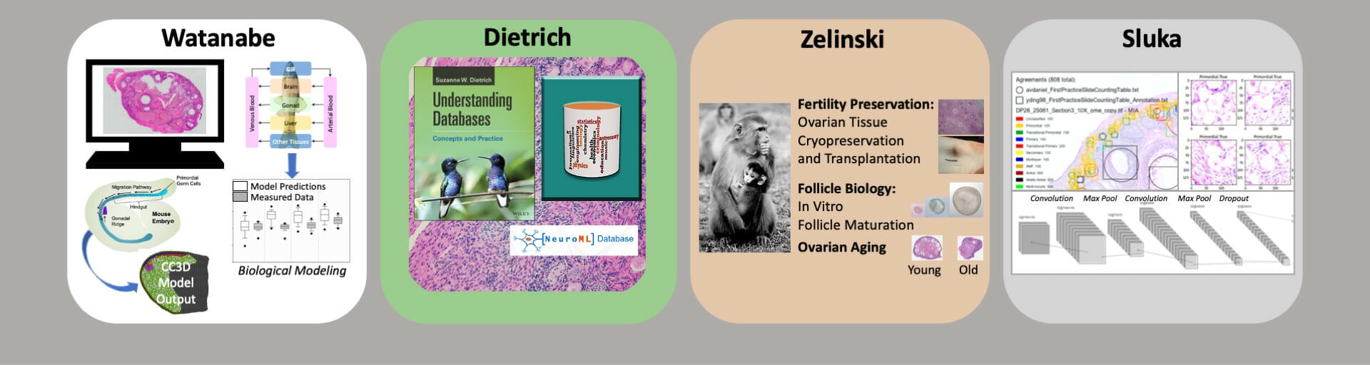 Graphical summary of the research conducted by the leadership team. From left to right: Drs. Watanabe, Dietrich, Zelinski, and Sluka